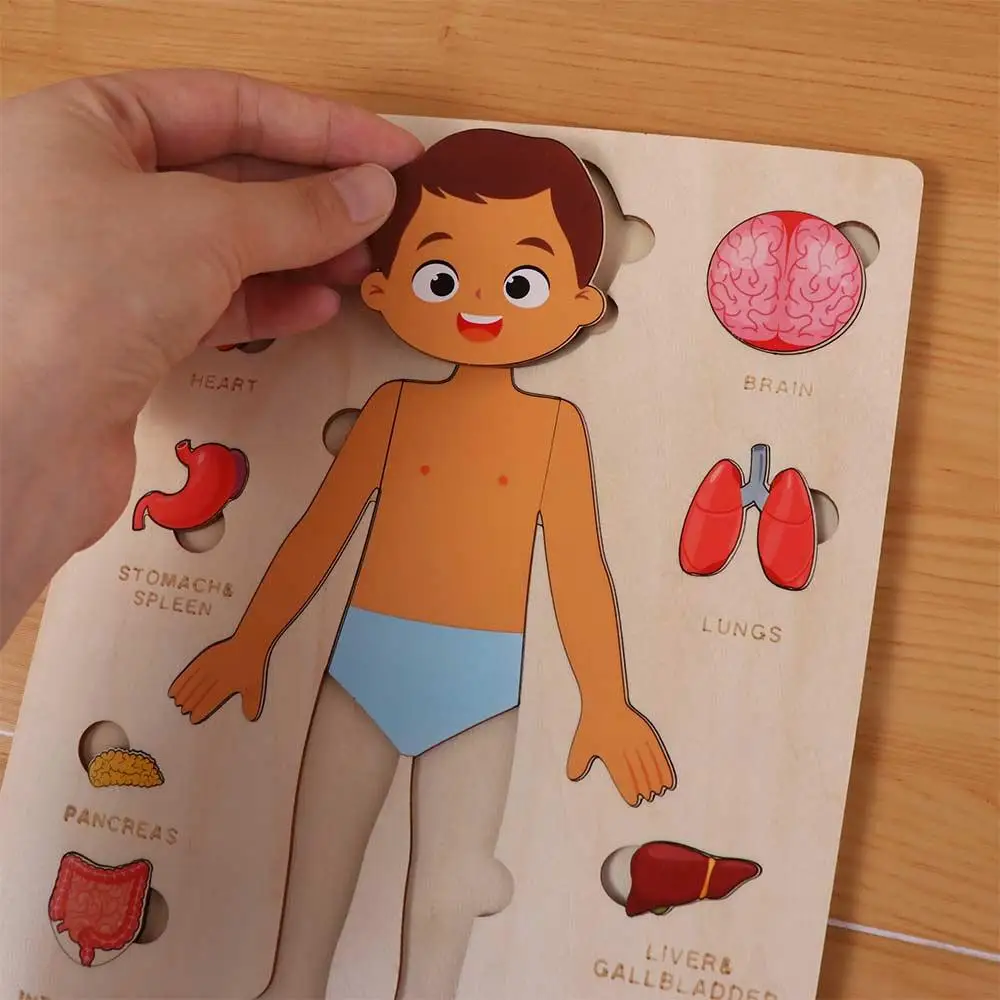 Multi-Layer ไม้ Human Body ปริศนากิจกรรม Busy Board ปฏิสัมพันธ์ระหว่างพ่อแม่และลูก Body โครงสร้างปริศนาเด็กชายหญิงแผงของเล่น