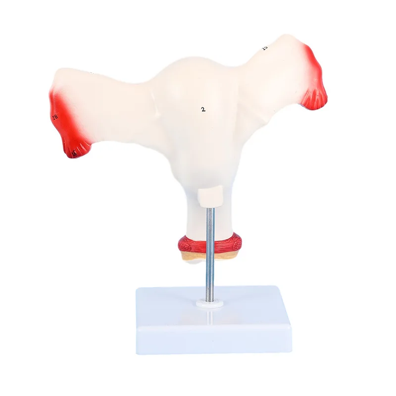 Human Female Uterus Ovary Fallopian Tubes Model Anatomical human anatomy model medical teaching tools