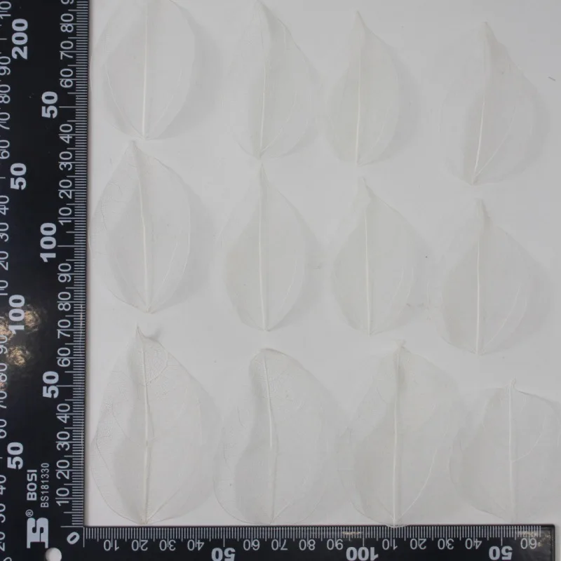 White Diamond Vein Magnolia Leaves, Natural Preserved Leaves, Handmade Dried Flowers, Colorful Mesh Bleached Leaf Specimens
