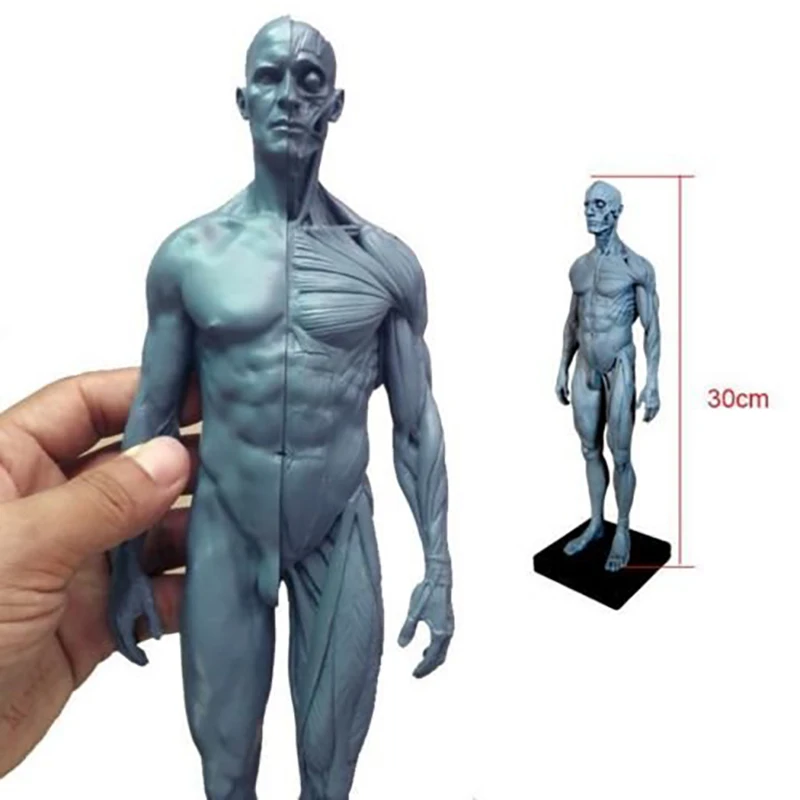 Medical Human Musculoskeletal Anatomy Model New Human Anatomy Skull Body Model Muscle Bone (30 cm) H