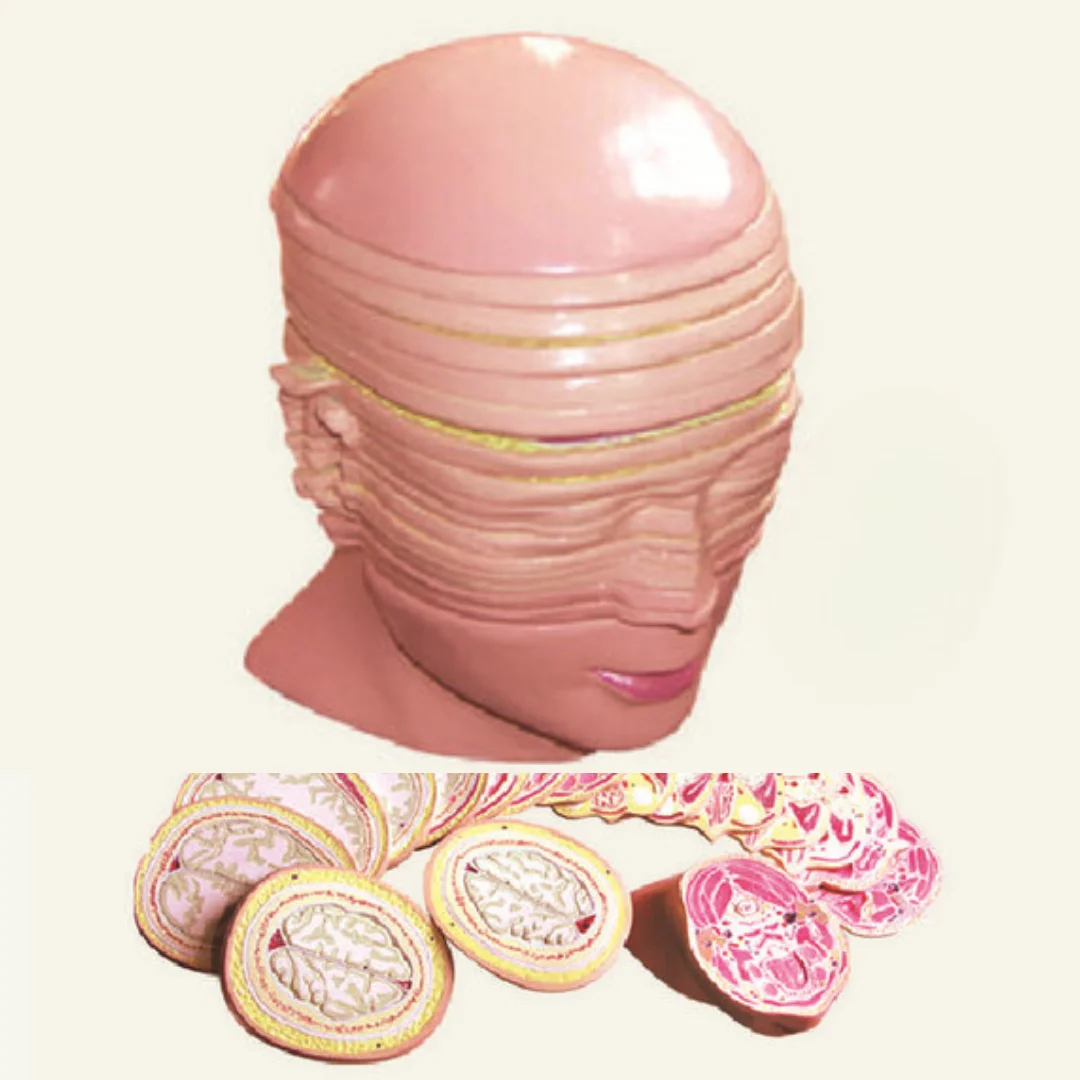 نموذج تشريح العلوم الطبية - محاكي تشريح التوموغرافي للذكور والإناث لطبقة أفقية من سيرفيكس وصندوق الرأس