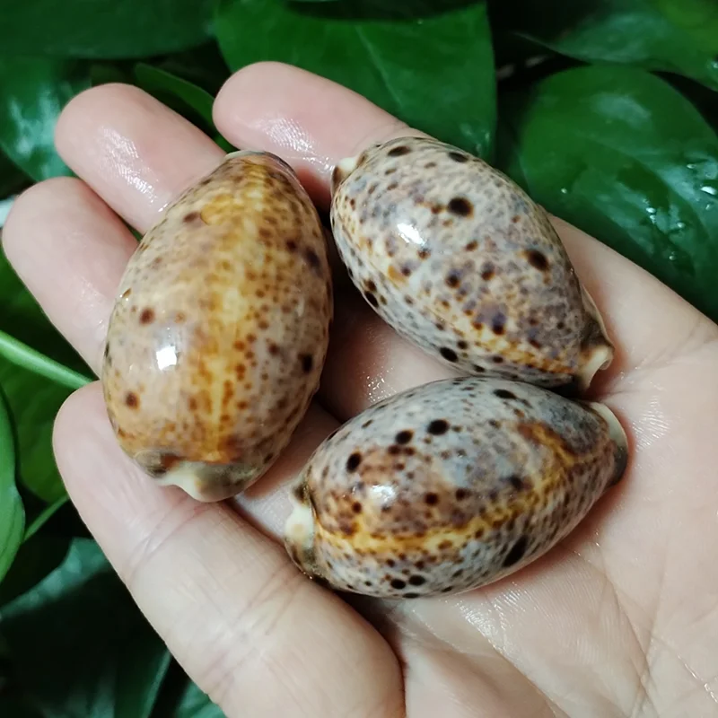 3 PCS Lynx Cowry Shells Natural Eyed Lyncina Cowrie Seashell For Aquarium Landscaping Shell Ornaments Fish Tank, Candle Making