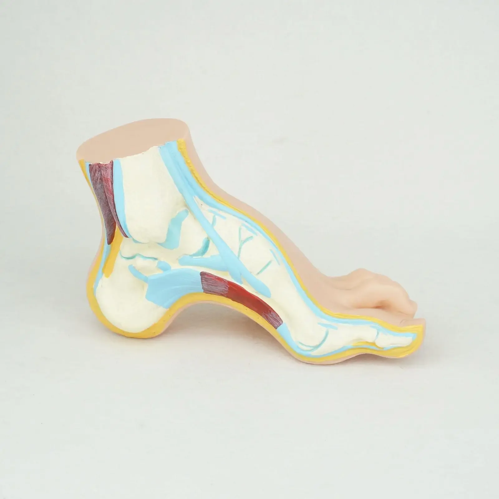 PVC Normal Human Foot Platypodia Bow Foot Anatomy Model Muscle Vascular Teaching 1:1