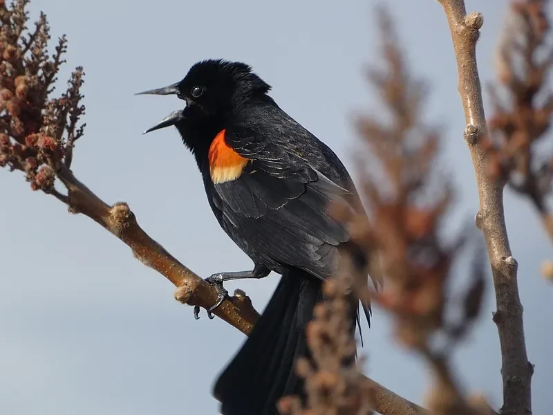 وحدة Flywoo GOKU GM10 Mini V3 GNSS - مدمجة وخفيفة لسباق FPV/طائرات بدون طيار ذات طراز حر (العودة إلى المنزل)