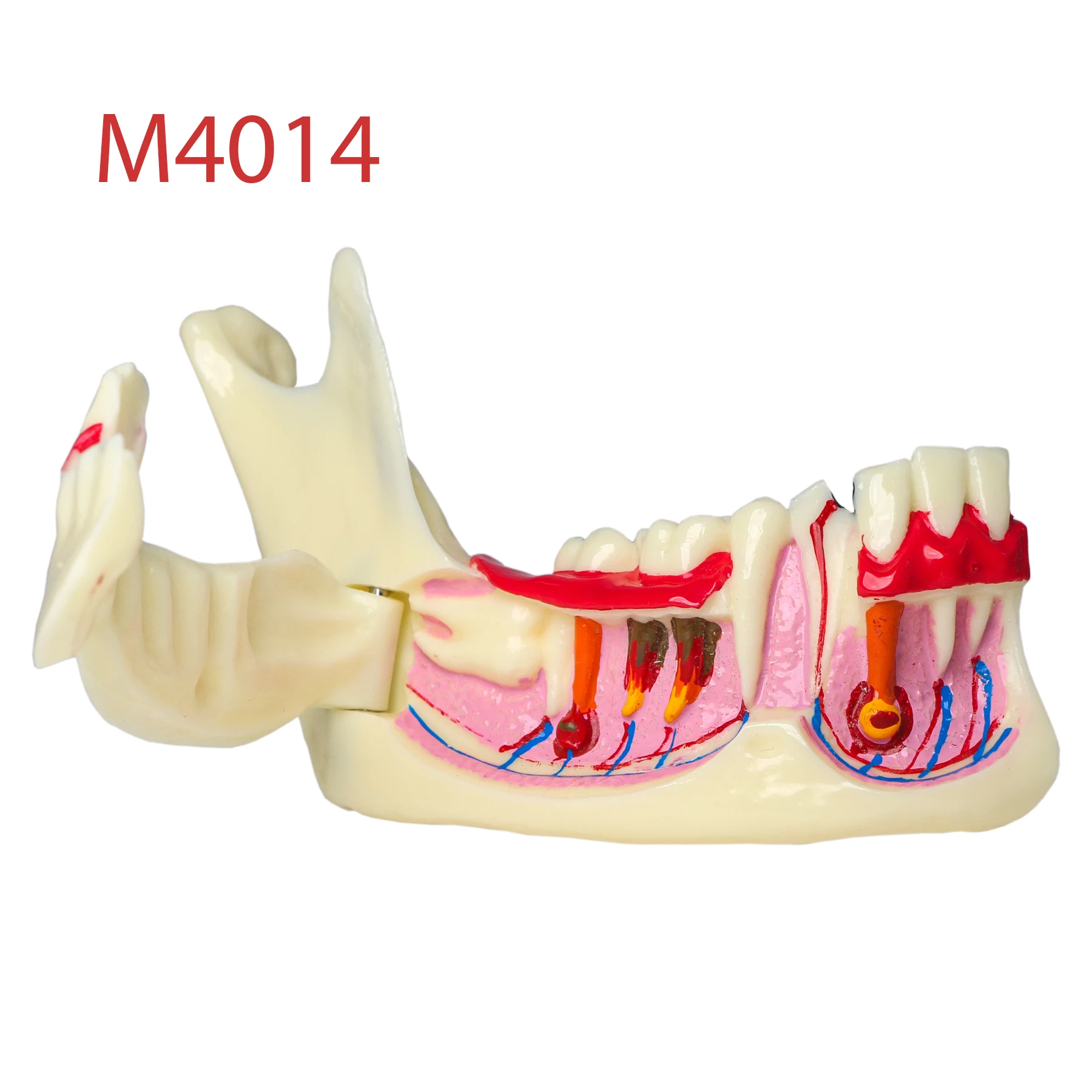 Dental Teeth Model Low Jaw bone Mandibular Tissue Mandible Anatomical Jawbone for Dentist Student Study M4014