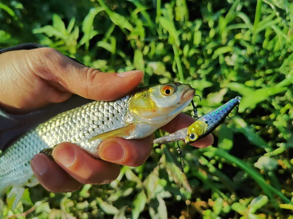 1Pcs Schwimmende Angeln Lockt Minnow Harten Köder 40mm 3g Hochfrequenz Schaukel Wobbler Crankbait Karpfen Barsch stecker Angelgerät – Detail 12