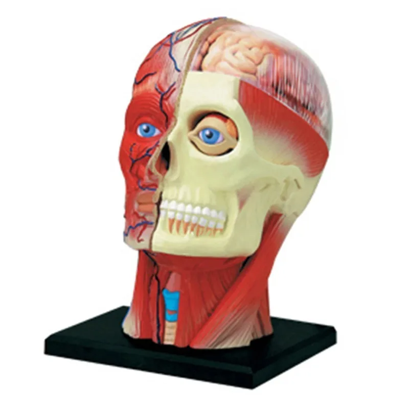 4D Assembled Human Head Anatomical Medical Science Teaching  Anatomy Model Skeleton Teaching Supplies Education Toy