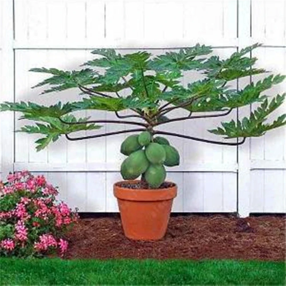 Fruits sideboard for Flowers Papaya Plant furniture