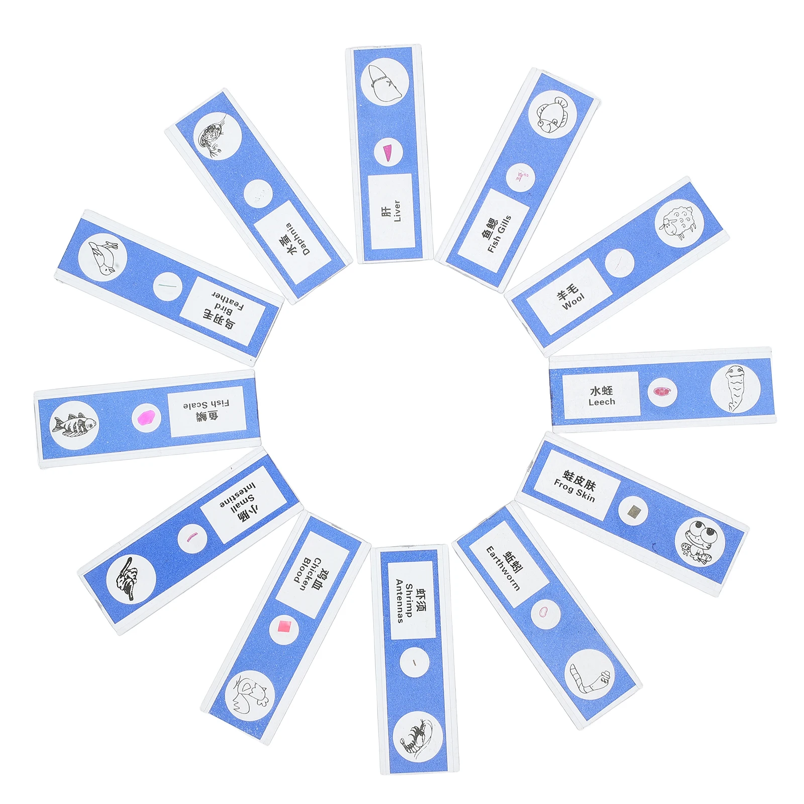 

12pcs Biological Sample Sections Blood Biology Slides Microscope Vegetable Animal Sampler Cells Prepared Kids Laboratory