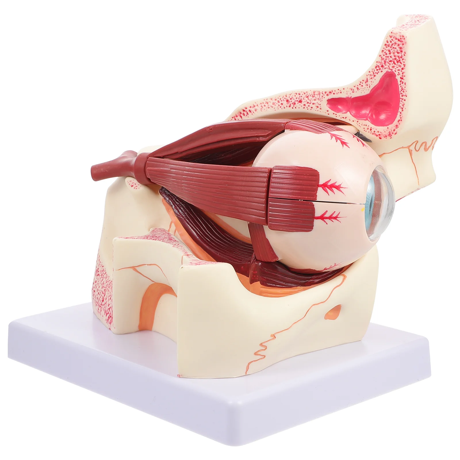 

Human Eye Model Intestine Model Anatomy Medical Study Teaching Instrument Human Eyeball Model