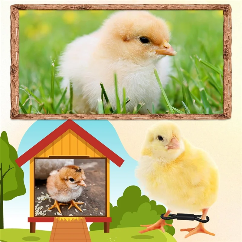 Abks-Chicken Hobble… - image