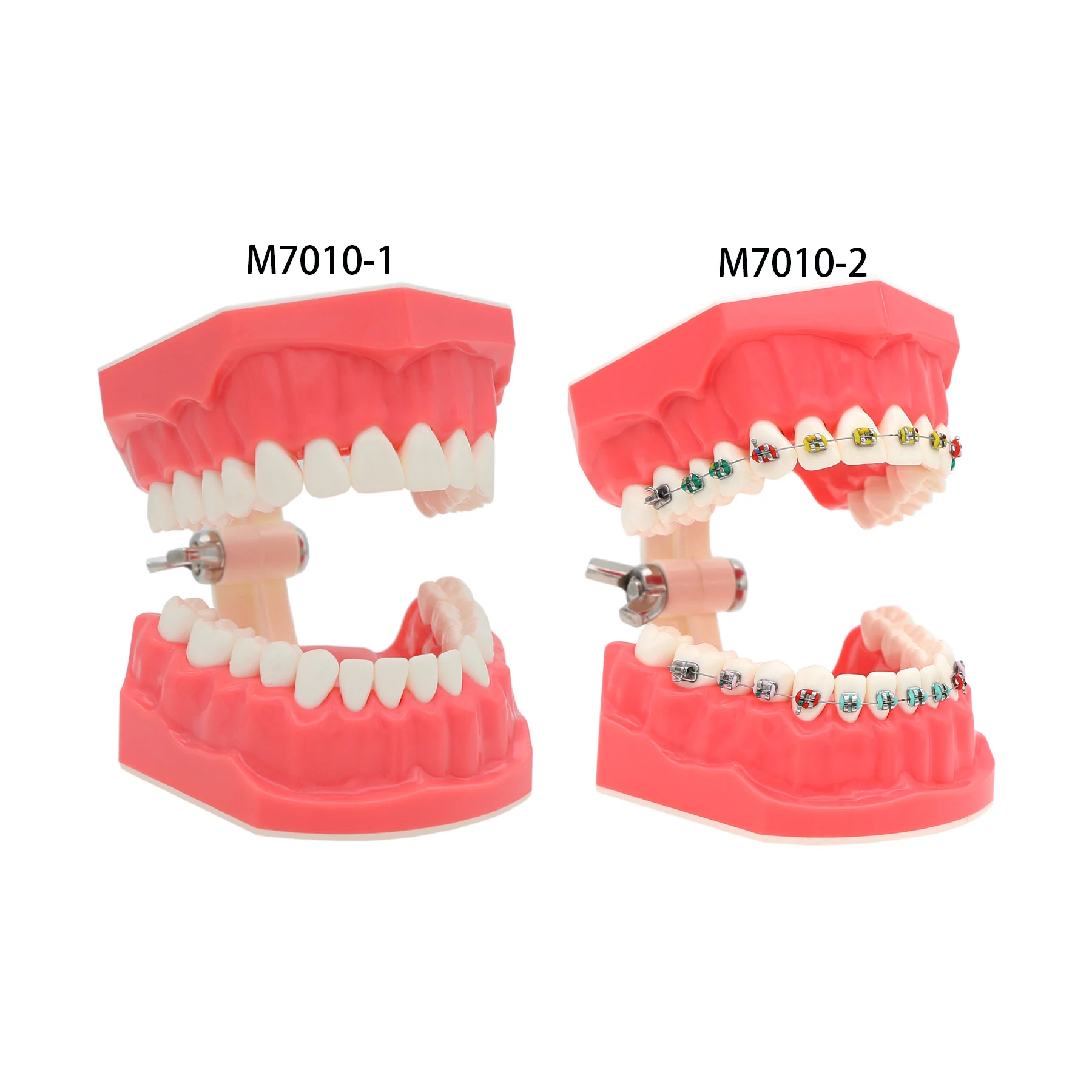 Dental Teaching Model Dentistry Orthodontic Teeth Model With Brackets For Dentist Studying Patient Demo