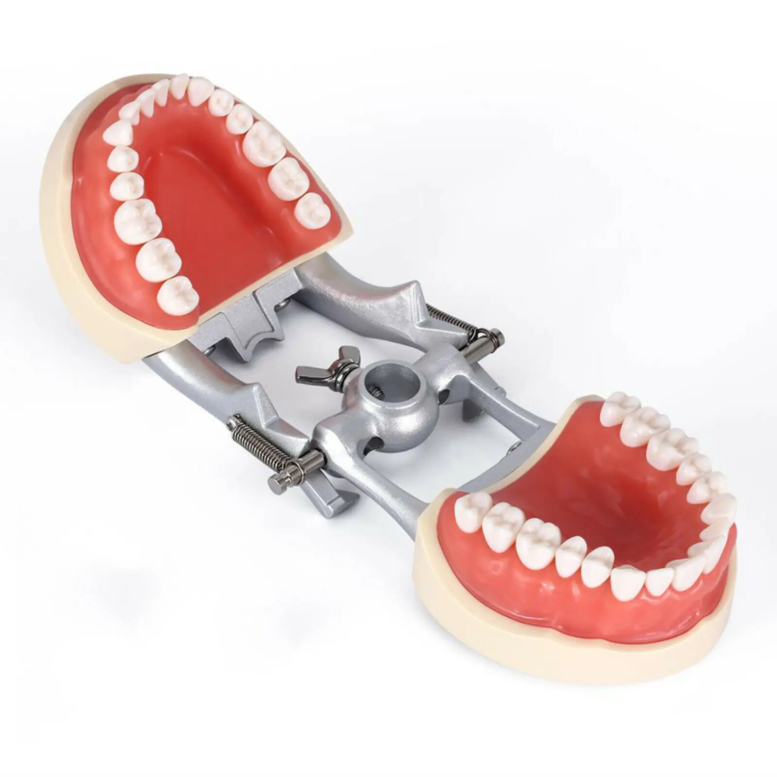 Kilgore NISSIN 200 typ dentystyczny Model typodonta wyjmowany preparat zęby 32Pc demonstracja Odontologia Accesorios