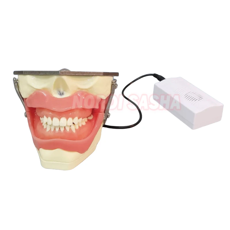 

Dental Anesthesia Extraction Practice Model With built-in/external buzzer Dental Teaching Demonstration Teeth Model