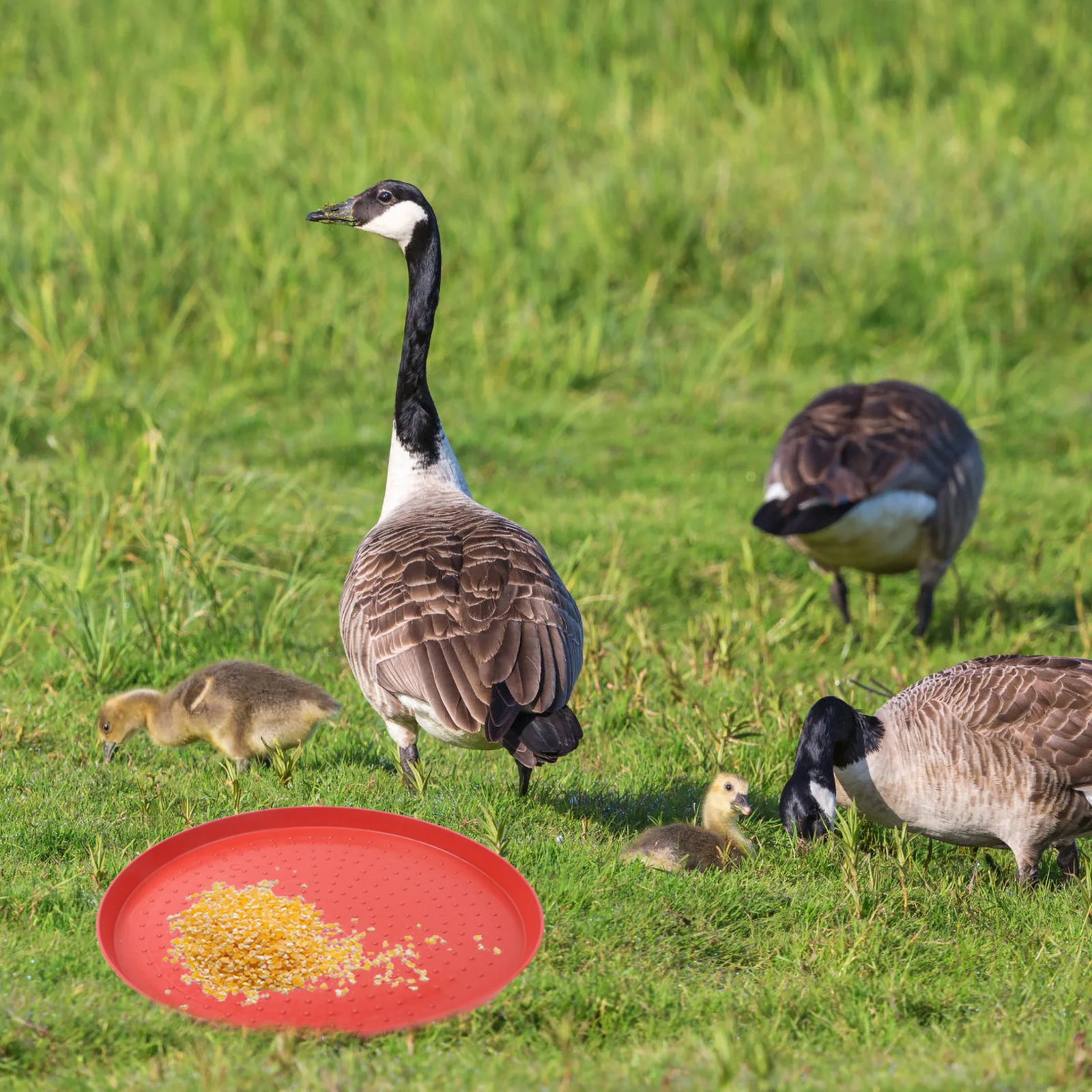 

3 Pcs Chicken Starter Plate Tray Poultry Accessories Fodder Trays for Chickens Feeding