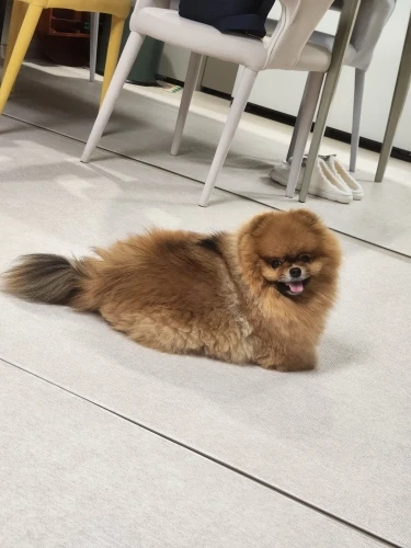 구매후기