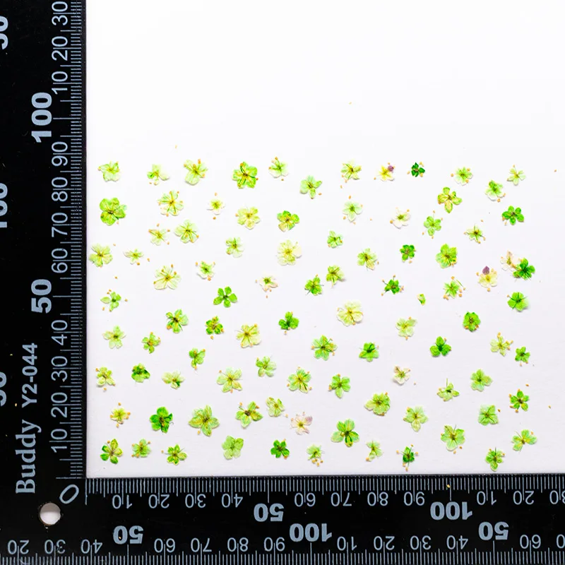 24 Stück, gepresste blaue Trockenblumen aus Spitze für DIY-Harzschmuck, Lesezeichen, Grußkarten, Scrapbooking, Aromatherapie, Kerzen, Bastelzubehör – Detail 15