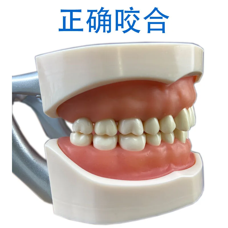 Modello di dente Modello di pratica per insegnare i denti da studio con display pulito multifunzionale