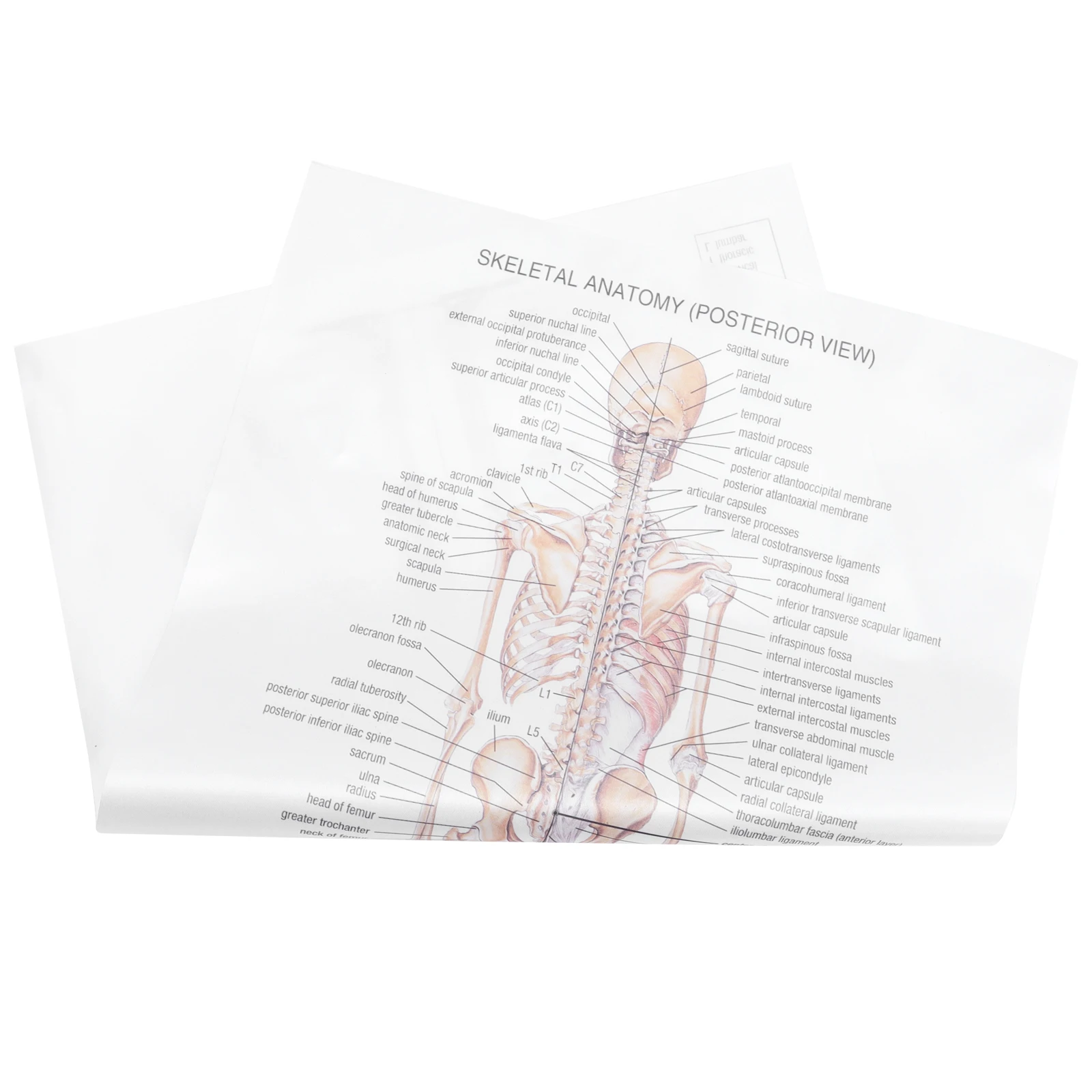 

Human Anatomy Poster Vintage Decor Anatomical Party Silk Cloth Skeletal System Office Kraft Paper