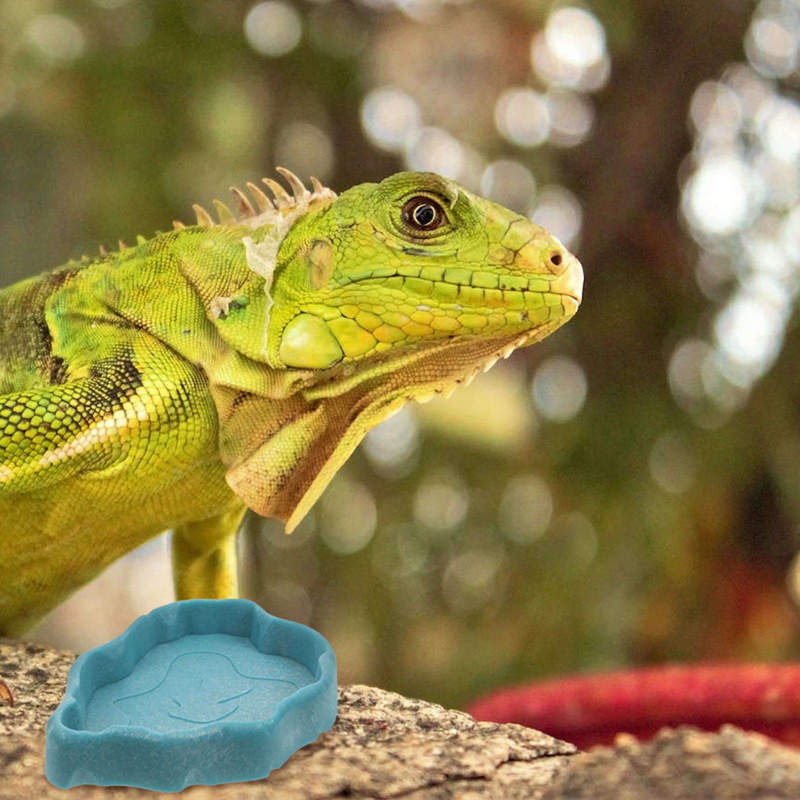 

Tortoise Drinking Dish Turtle Food Bowl Durable Resin Splash Proof Reptile Feeding Trough Pet Water Bottle Gecko Dispenser Snake