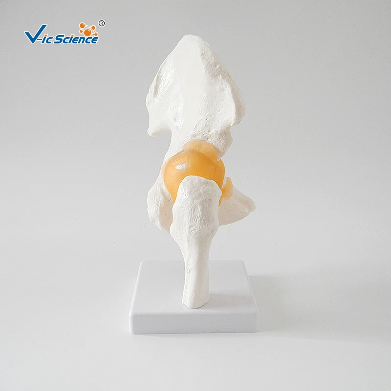 Anatomical Manikin of Hip Joint Human Skeleton Model for Medical Science & First Aid Training