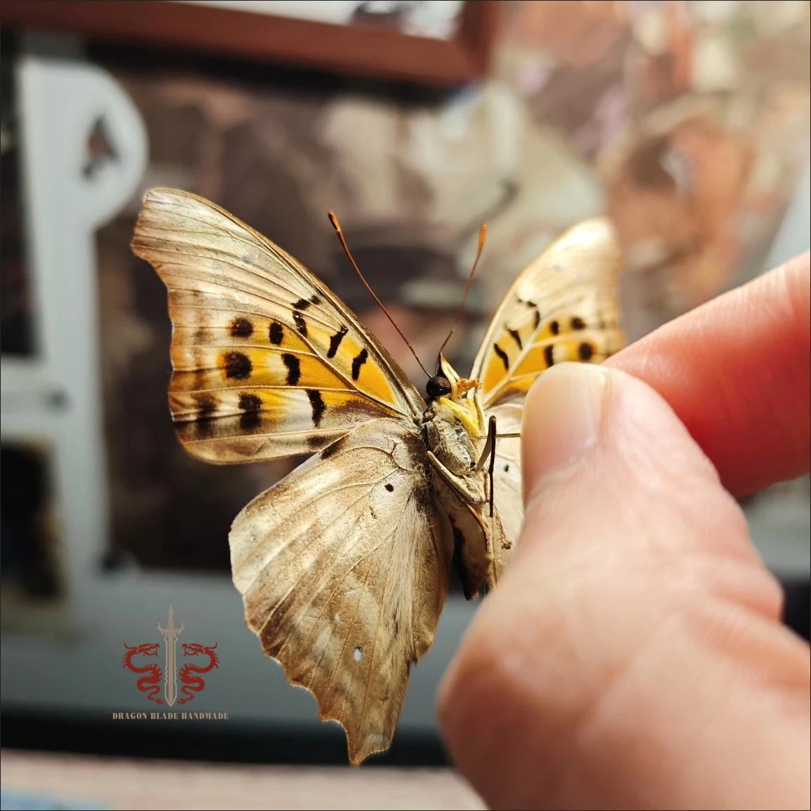Butterfly specimen Doxocopa cherubina, 1pc wings spread A1/A- high quality, Decorative Display Collection Gifts