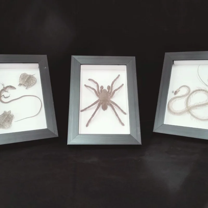 Living specimen Photo frame Spider specimen Children's teaching decorations Home decoration Wedding birthday gift