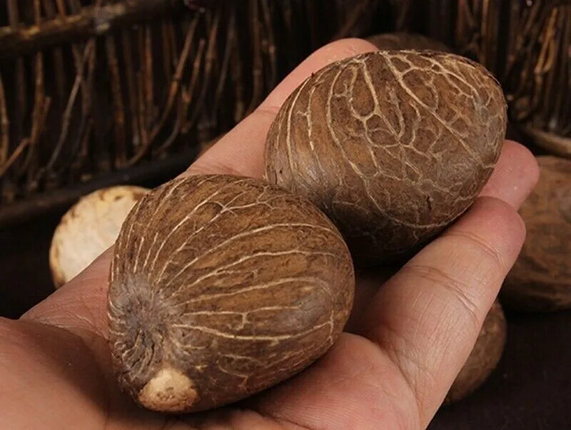 2Pcs Natural Big Tagua Nut Vegetable Art Hand Carved Raw Materials