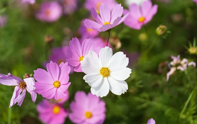 Siyi Unirc 10 Pro S…