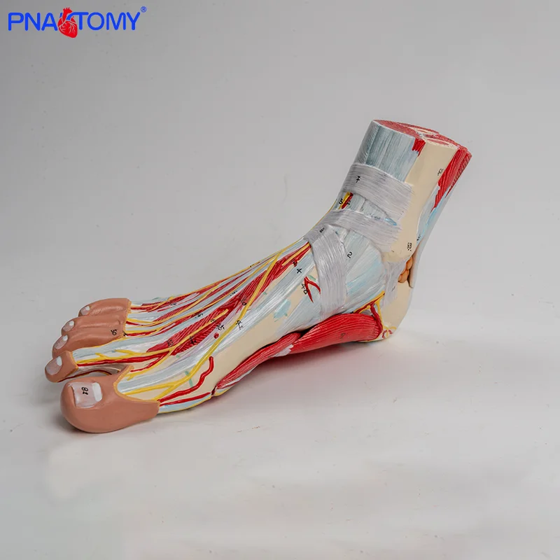 

Nine-part Human Foot and Lower Leg Muscle Layer Anatomical Model Neurovascular Ligaments of the Ankle Joint