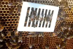 2 Pcs Queen Bee Cage Feeding Box Tools Queen Bee Cage Plastic Steel Needle Capture Beekeeping Equipment Gardening Tool Beekeeper