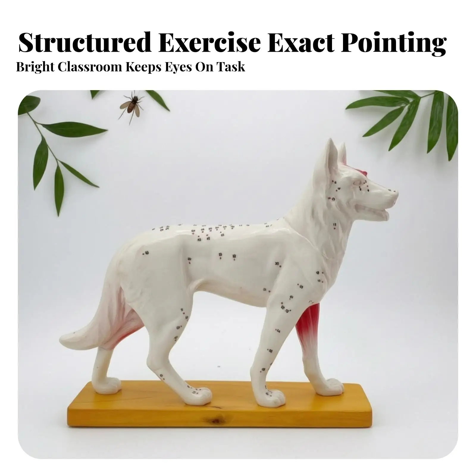 PVC Veterinary Training Aid Double Sided Dog Acupoint Model with Head Neck Trunk Limb Points for Anatomy Study