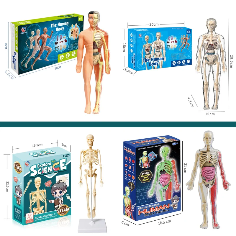 3D Human Body Model Action Figure Torso Anatomy Interactive Scientific Educational Kit with Removable Structural Organs Skeleton