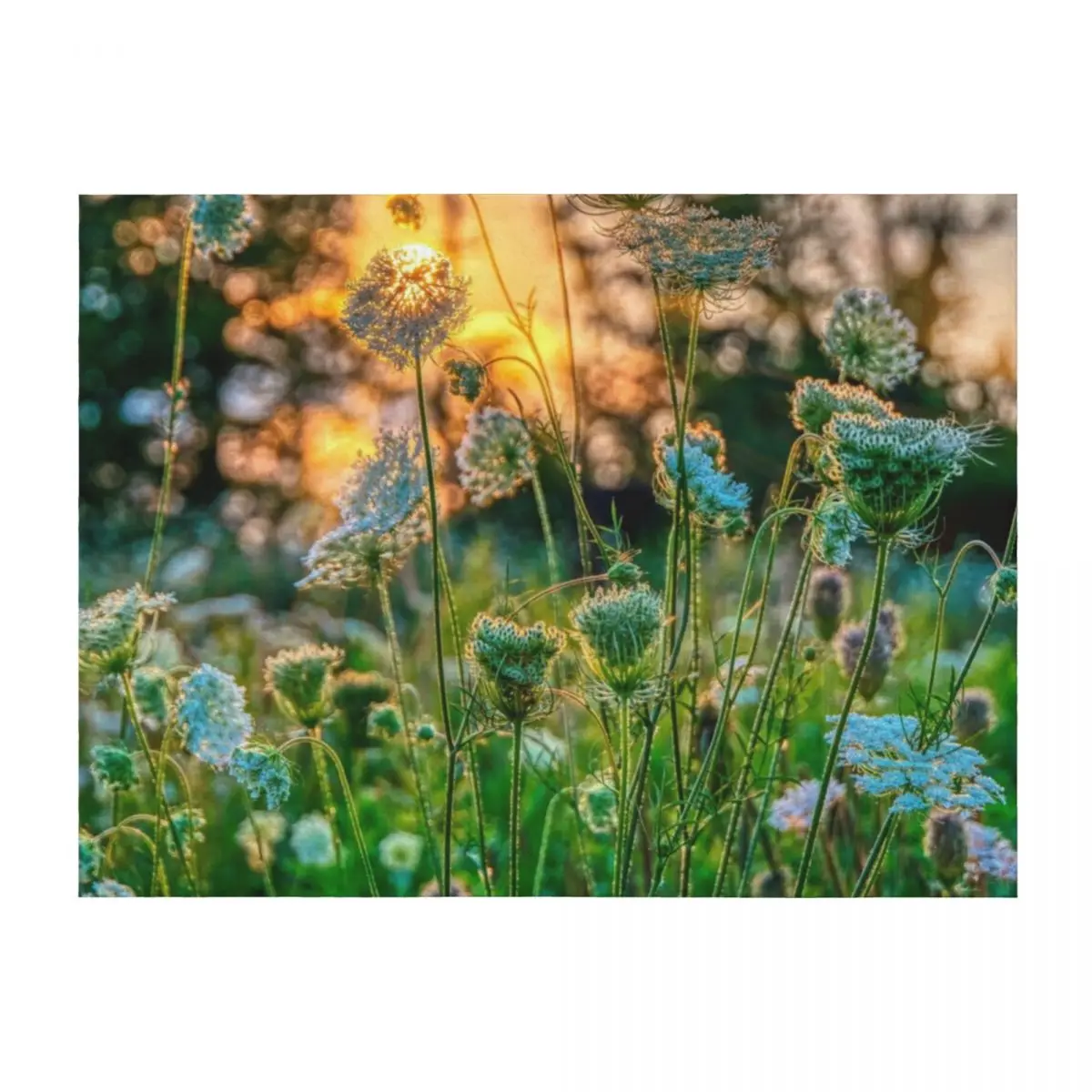 

Sunset behind Queen Anne's Lace Throw Blanket Blankets For Baby Decorative Sofas Weighted Beautifuls Blankets