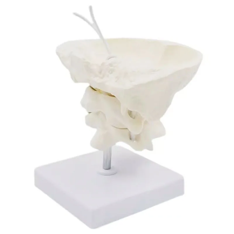 Medical Human Cervical Spine Anatomical Model Occipital Bone Model Detachable Study Display Teaching Medical Model
