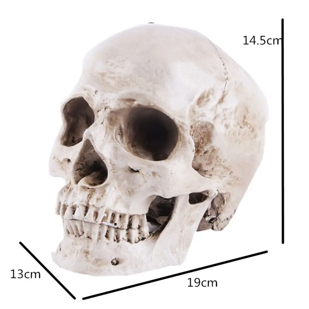 Life-size Halloween 1:1 Skeleton Head Skull Replica Model Teeth Human Skull
