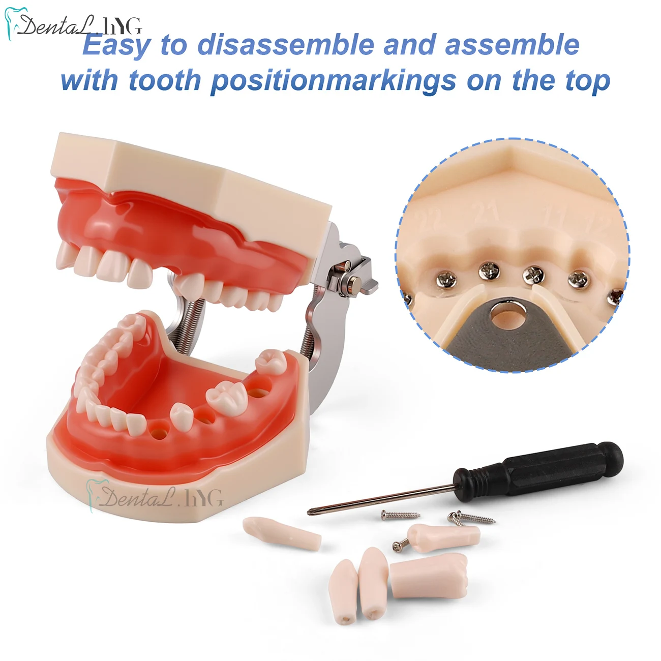 Thumbnail 3 - #11 Latest Dental Teaching Models Offers