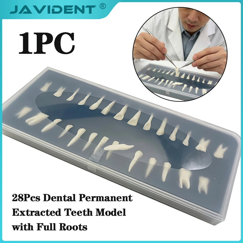 1Box Ex-vivo Dental Student Practice on Teeth with Open Root Canals; Teaching Preparation Models for Oral Exam Practice