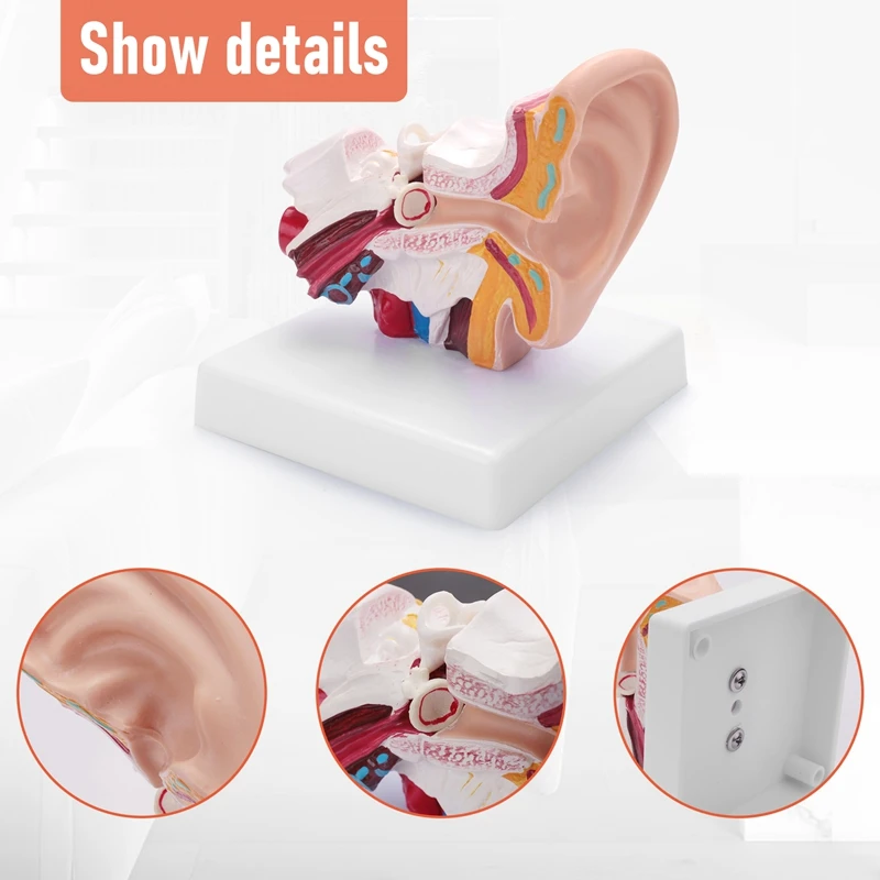 1.5 Times Human Ear Anatomy Model Showing Organs Structure Of The Central And External Ears Teaching Supplies