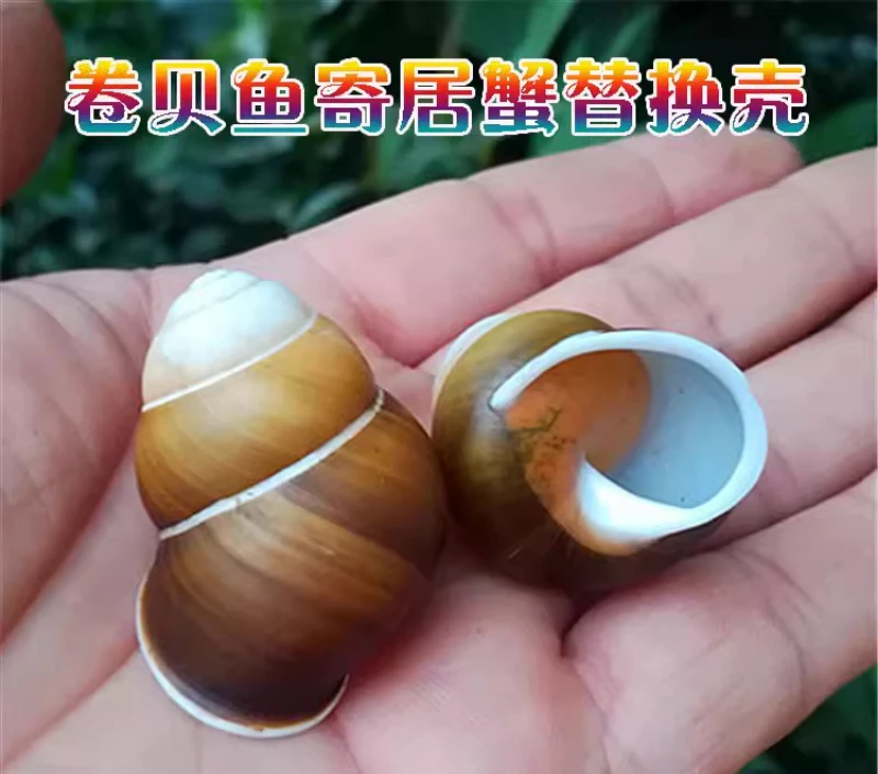 Natural Conch Shell Green Snail Snail Rare Specimen Screw Shellfish Hermit Crab Replacement Shell Papustyla Pulcherrima