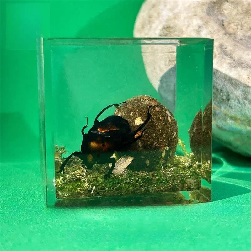 Resin Real Dung Beetle Specimen Taxidermy Animal Skull Clear Resin Epoxy Insect Sample Bug House Decoration Table Accessories