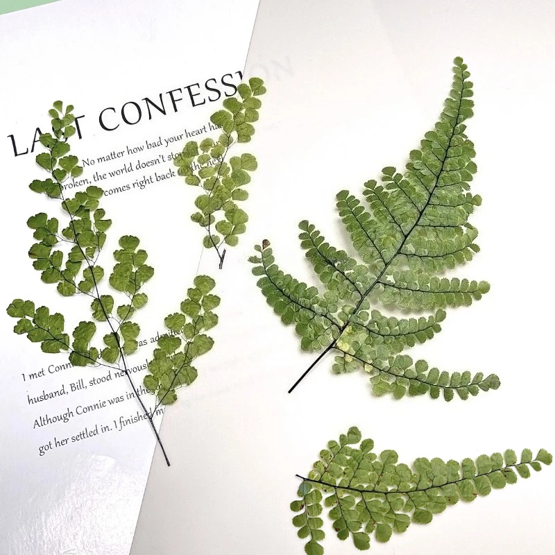 ดอกเฟิร์นแห้งอัด 6 ชิ้น สำหรับ - Dried Flower Bookmark บทวิจารณ์และราคา