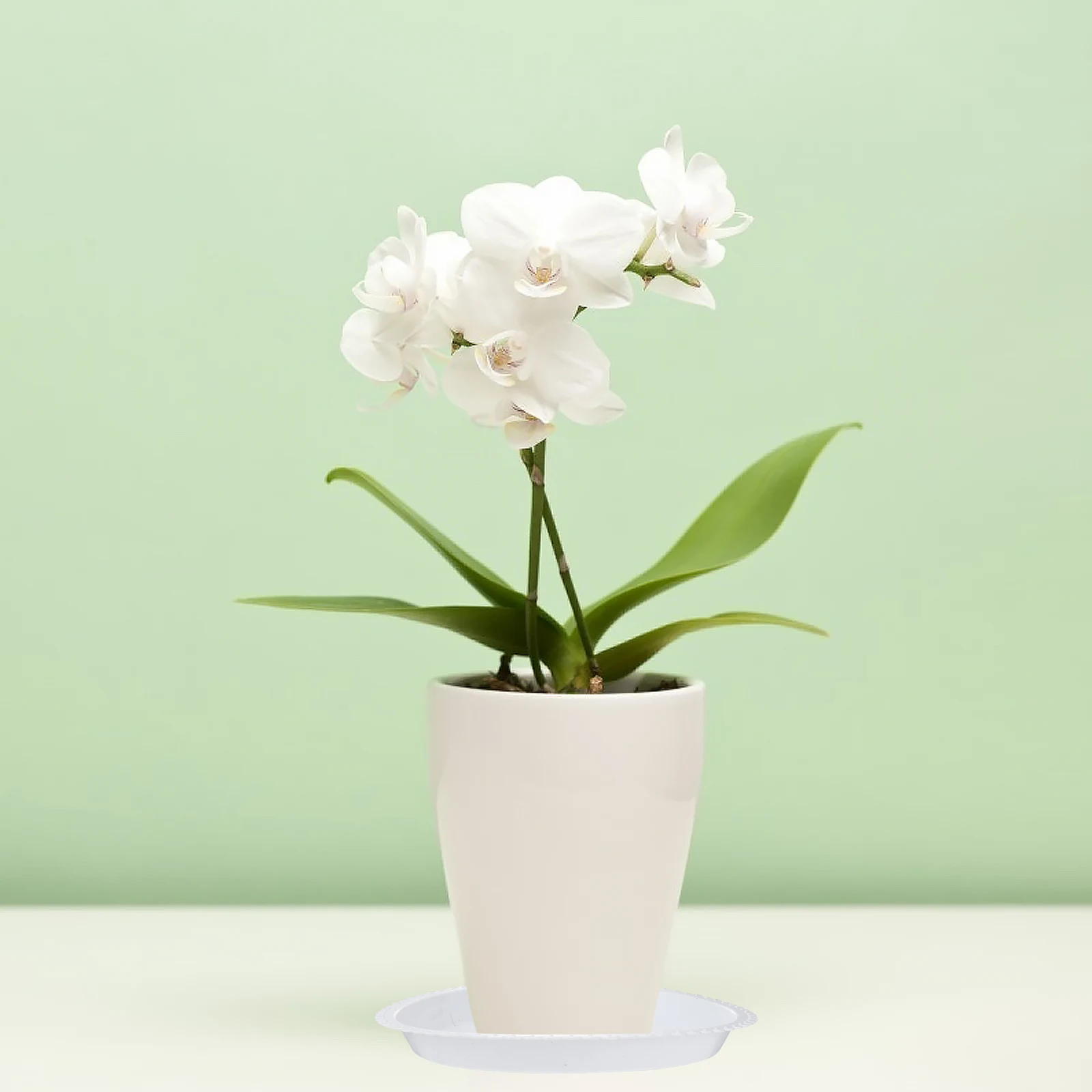 

10pcs Plastic Flowerpot Tray Round Durable Flat Bottom Household Plant Pot Tray White 260 Style Gift For Family Friends