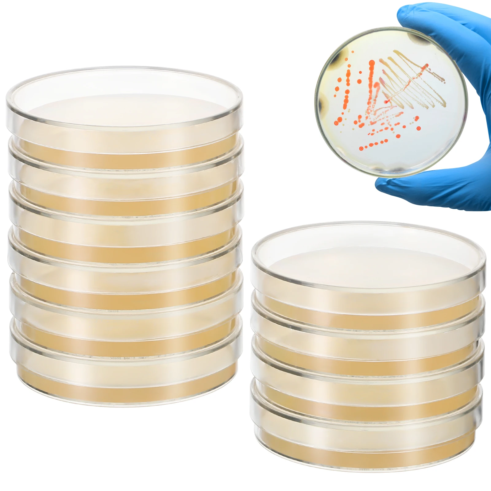 

20 Pcs Nutrient Agar Plate Mycology Supplies Prepoured Plates Science Equipment Mold Cell Culture Dish