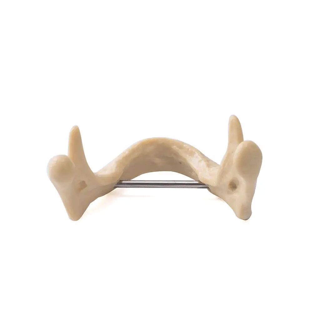 Denatl Implant Model Low Jaw Bone Tooth Model with Gums Tissue Mandibular Lab Anatomical Demonstration