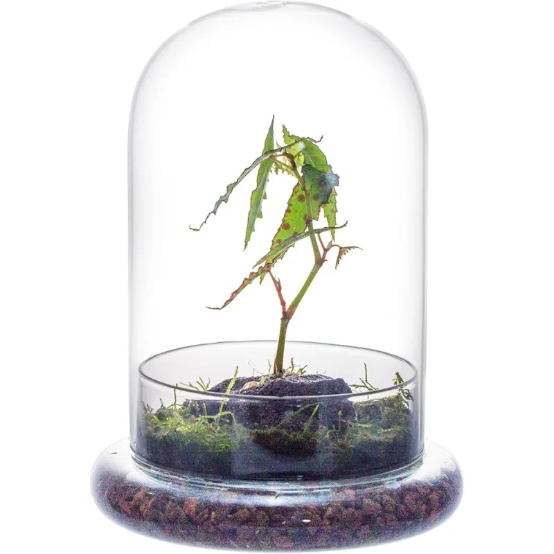 Glass Cloche Dome with Glass Base, 5.9 x 5.9 x 8.2 Inches Clear Terrarium Planter for Carnivorous Plants (No Plants)