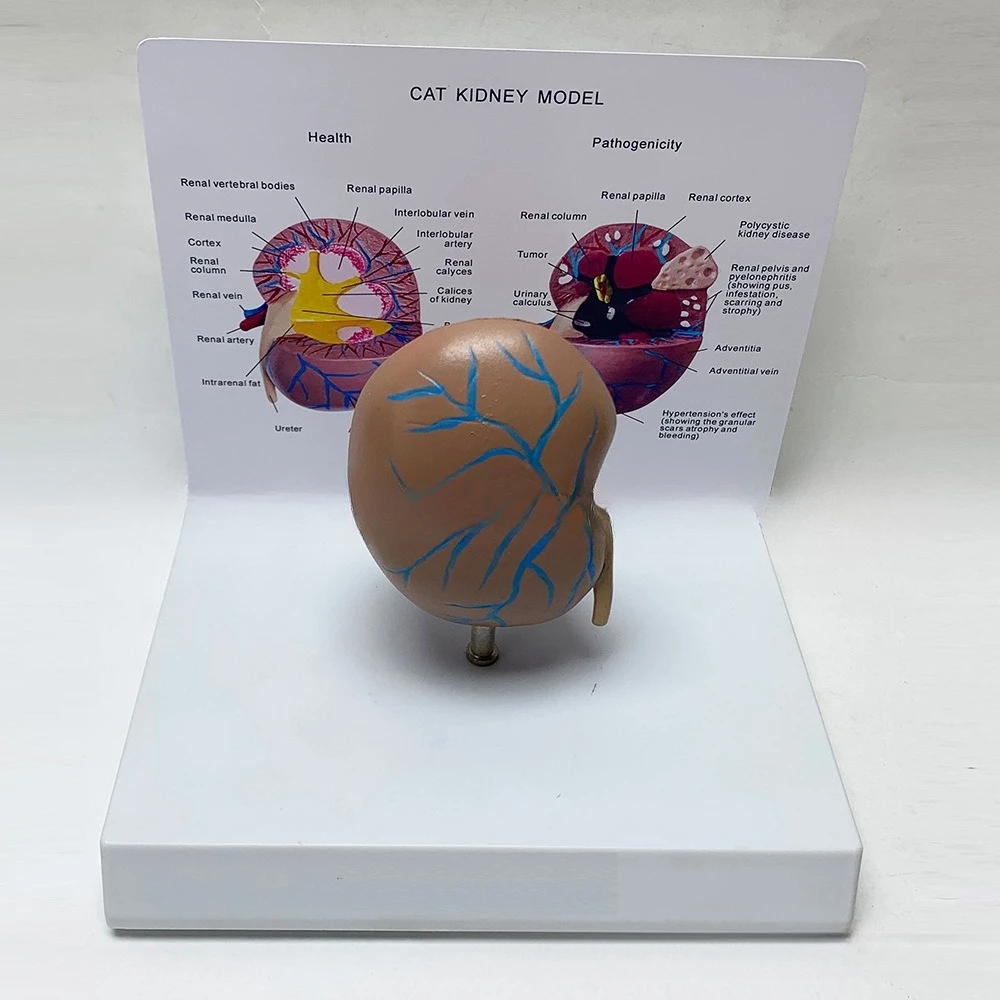 Feline kidney simulation model teaching demonstration appliance pet medical anatomy model