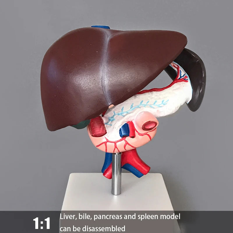 

Natural Proportions Hepatopancreas Duodenum Model Human Visceral Digestive System Anatomy Liver Model Teaching Aids