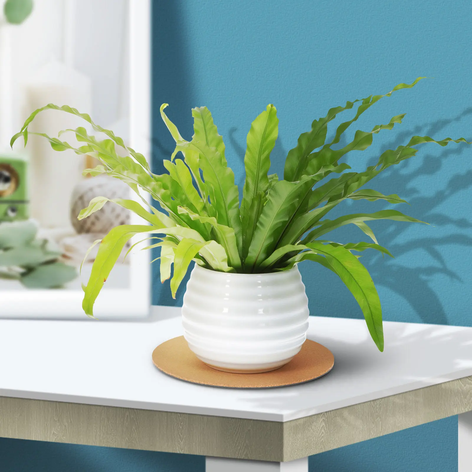 12Pcs Cork Plant Pot Coasters Round Base Mats Indoor Outdoor Nonslip Heat Resistant Surface Protectors for Table