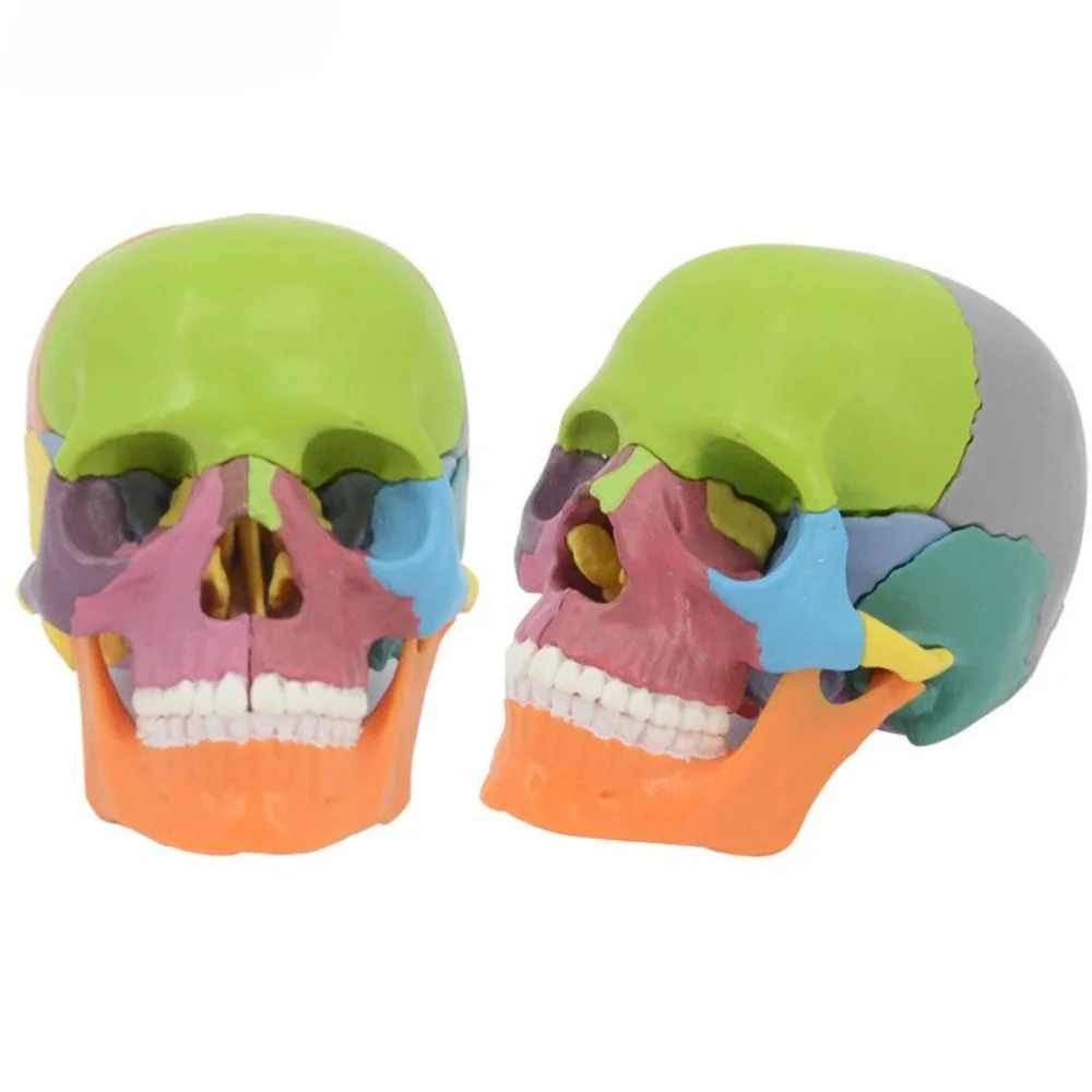 1/2 Life Size Skull Model Medical Science Detachable Color Head Skull Anatomy Teaching AIDS Oral Simulation Medico Supplies Educ